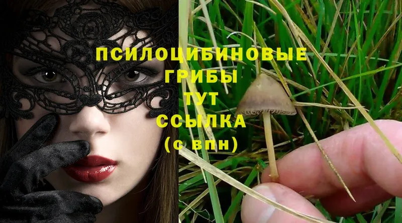 купить  сайты  Красный Сулин  Псилоцибиновые грибы Psilocybe 